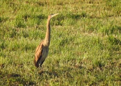 Airone rosso in un prato dell'Oasi Inghiaie