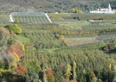 Confronto tra frutteto biologico e convenzionale nella Valle dello Sporeggio