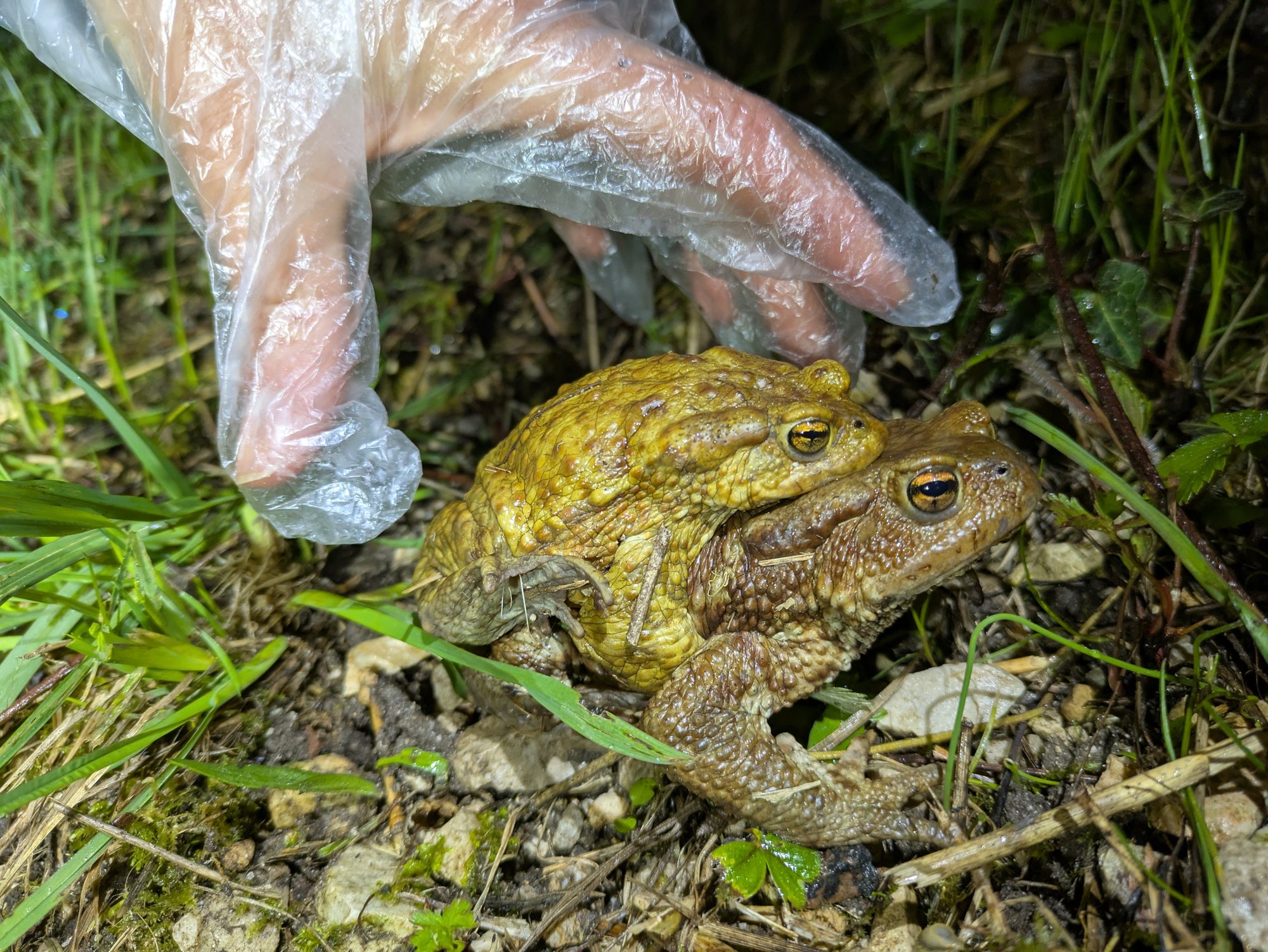 Una coppia di rospi comuni raccolta da un volontario. Foto Stefania Dal Pra