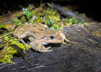 Maschio di rana temporaria. Foto Stefania Dal Pra