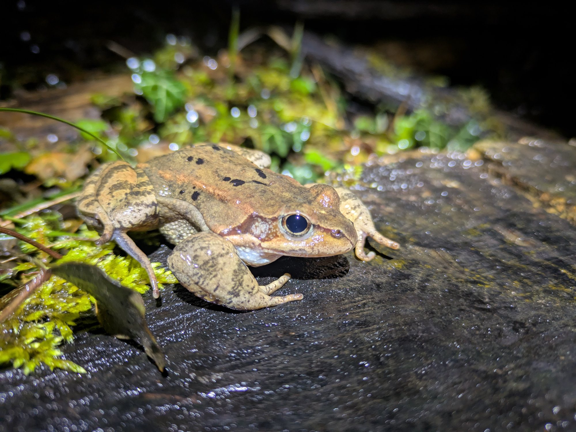 Maschio di rana temporaria. Foto Stefania Dal Pra