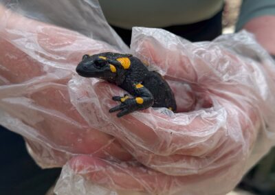 Salamandra pezzata fra le mani di una volontaria. Foto Luc Thijs