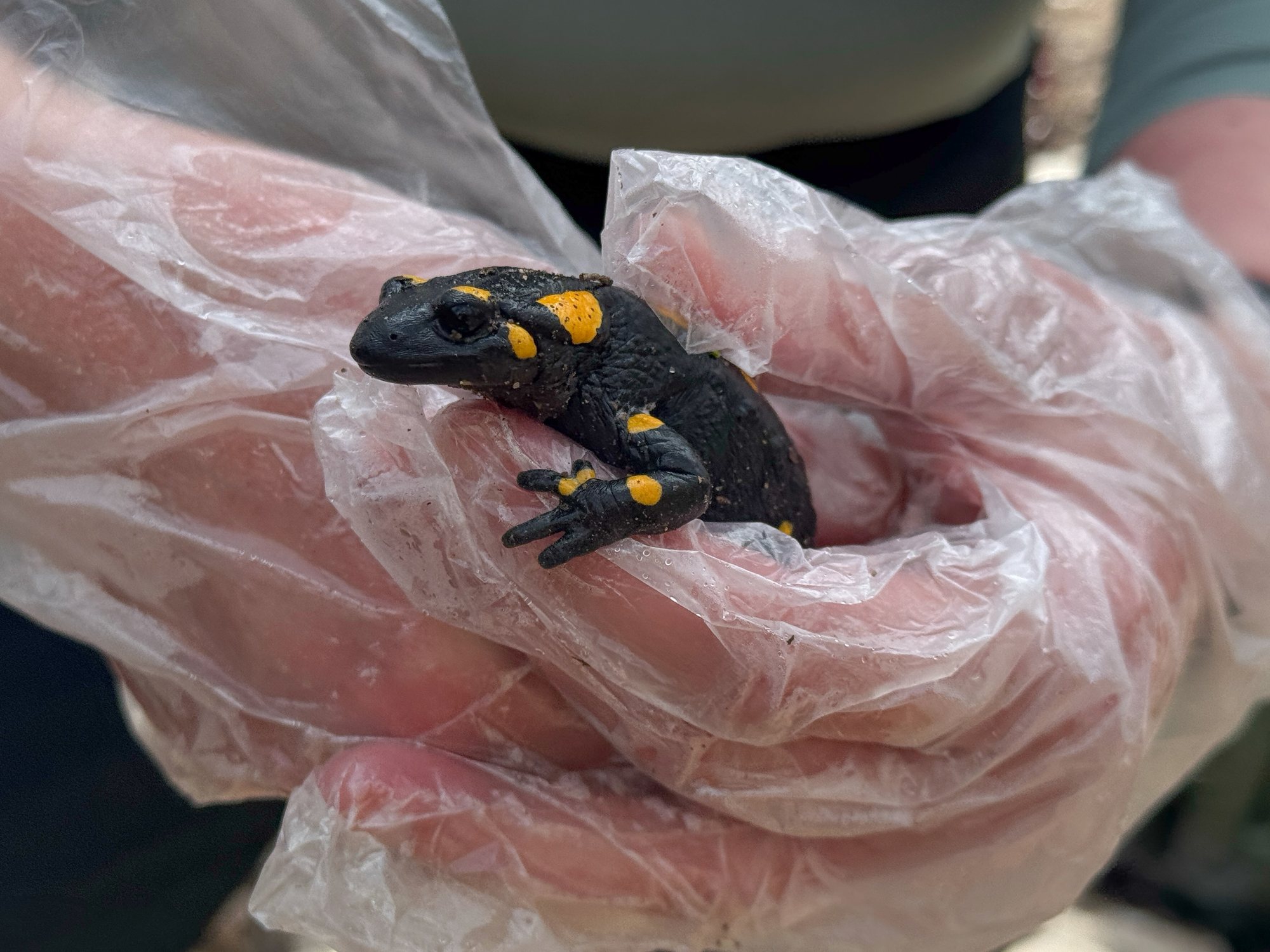 Salamandra pezzata fra le mani di una volontaria. Foto Luc Thijs