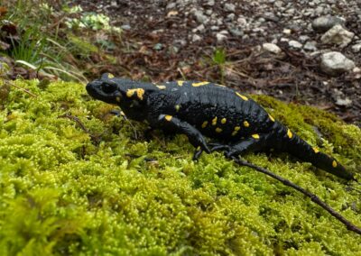 Salamandra pezzata sul muschio. Foto Luc Thijs
