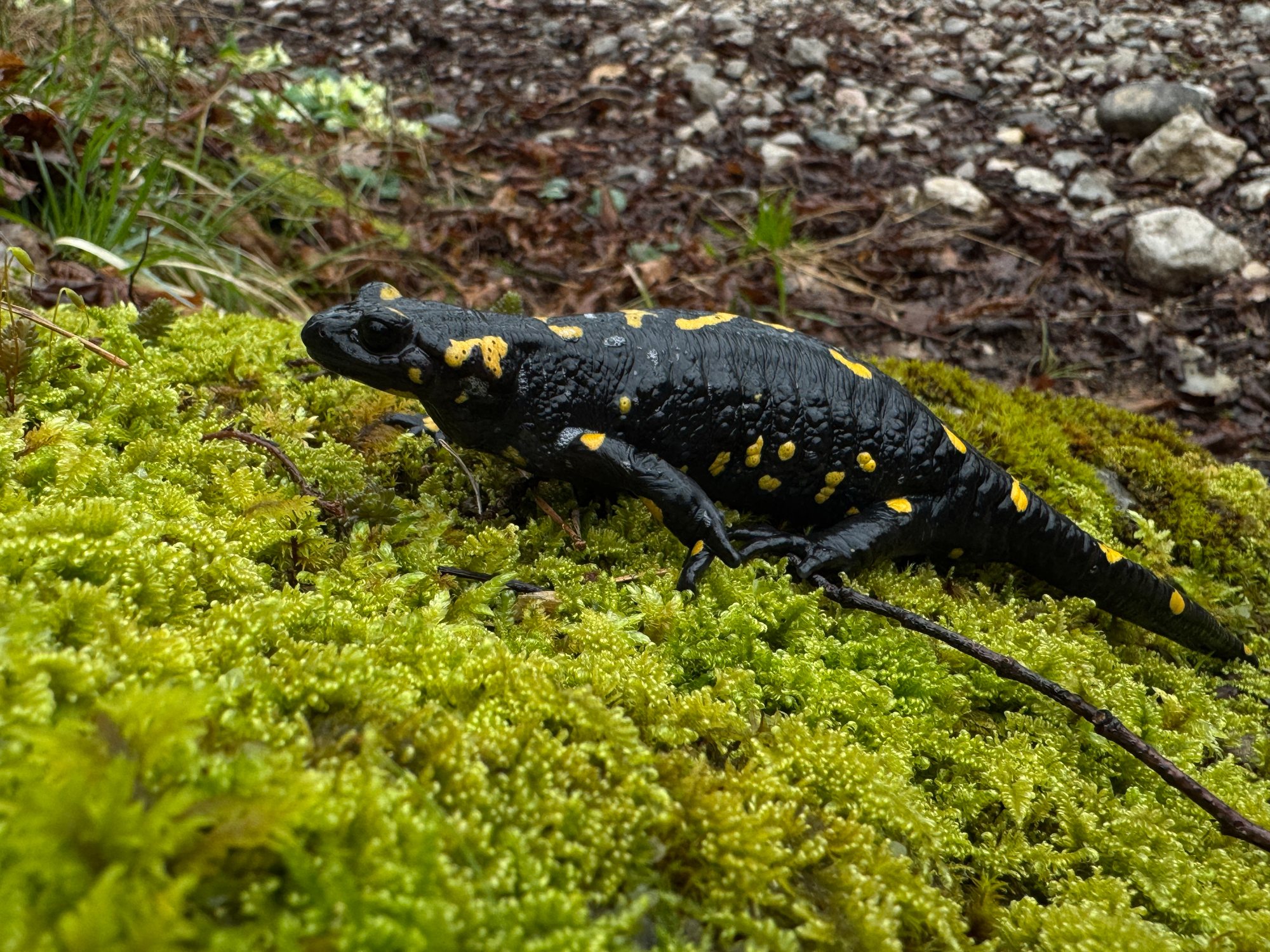 Salamandra pezzata sul muschio. Foto Luc Thijs