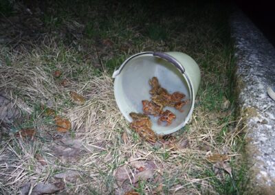 Rospi in un secchio lungo la barriera. Foto Stefania Dal Pra