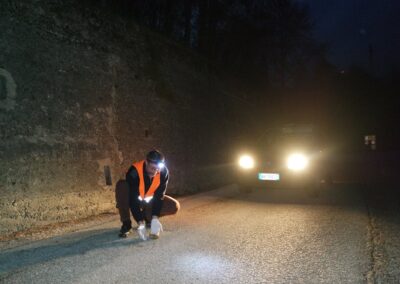Un volontario raccoglie un rospo mentre sopraggiunge un'auto. Foto Stefania Dal Pra
