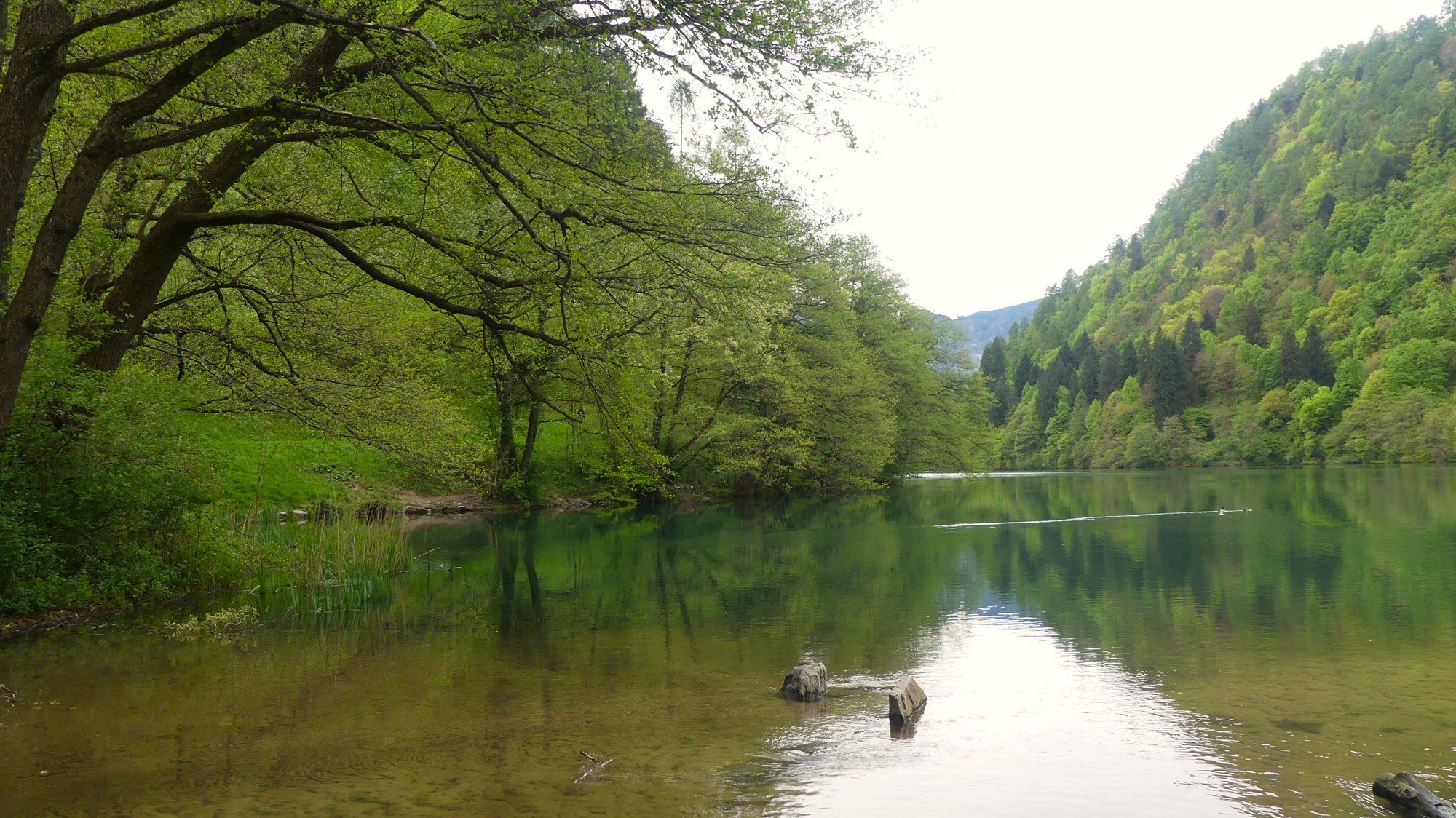 Bosco sulla riva del Lago di Levico. Foto Stefano Mayr