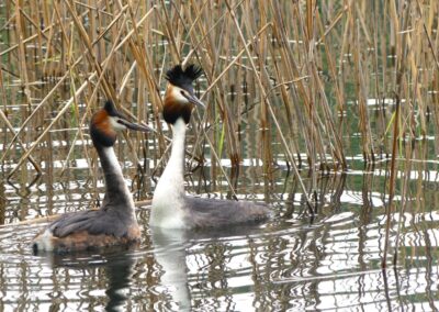 Coppia di svassi maggiori in parata nuziale nel canneto del Lago di Levico
