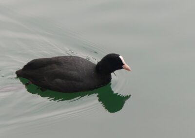Folaga sul Lago di Levico