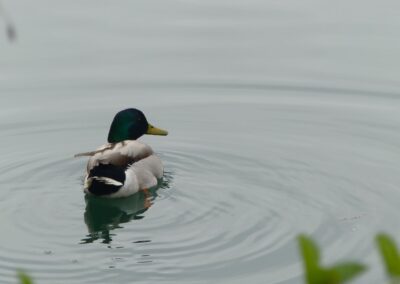 Germano reale sul Lago di Levico