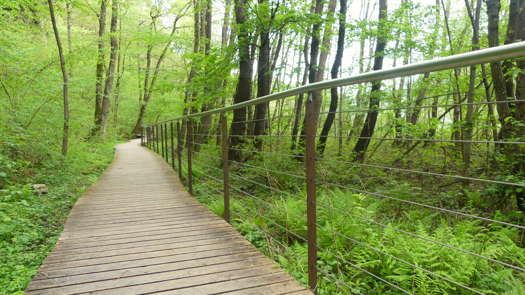 La passerella nel Bosco Barucchelli. Foto Stefano Mayr