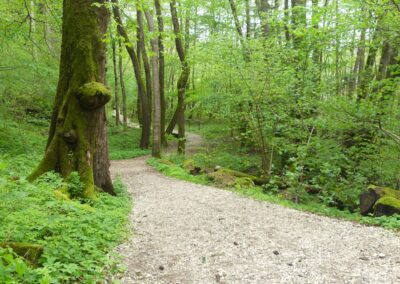 Il sentiero nel bosco ripariale Barucchelli