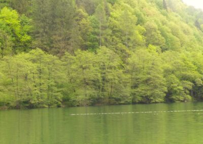 La sponda boscata del Lago di Levico vista dal Bosco Barucchelli