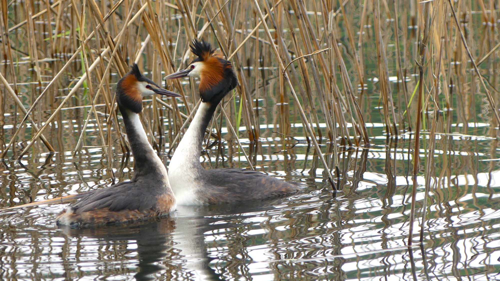 Parata nuziale di svassi maggiori al Lago di Levico. Foto Stefano Mayr