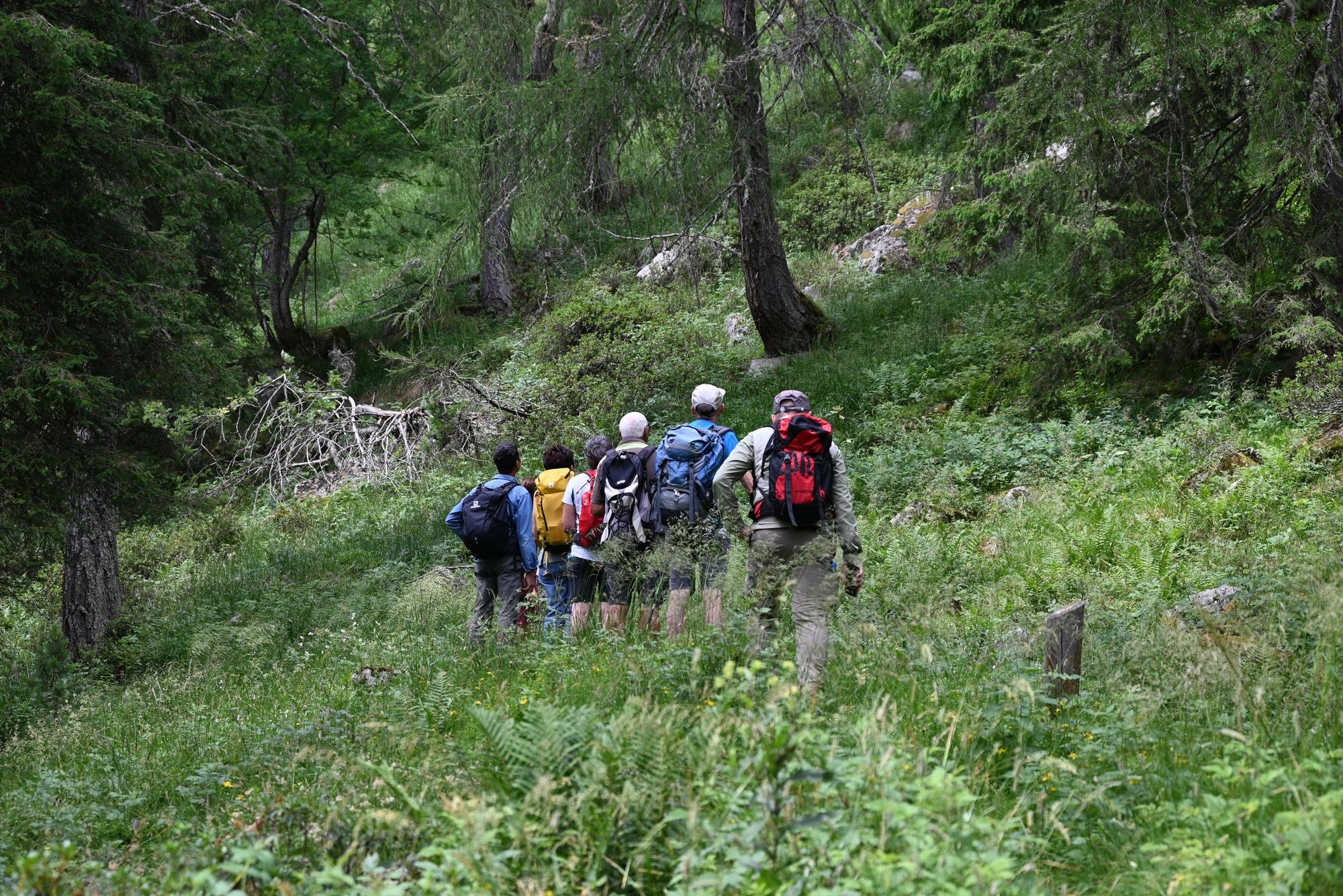 Un gruppo in escursione guidata nel bosco. Arch. WWF