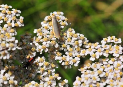 Un cerambicide su un'infiorescenza di achillea