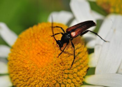 Un cerambicide su una margherita