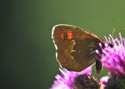 Una farfalla del genere Erebia su un fiore di cardo