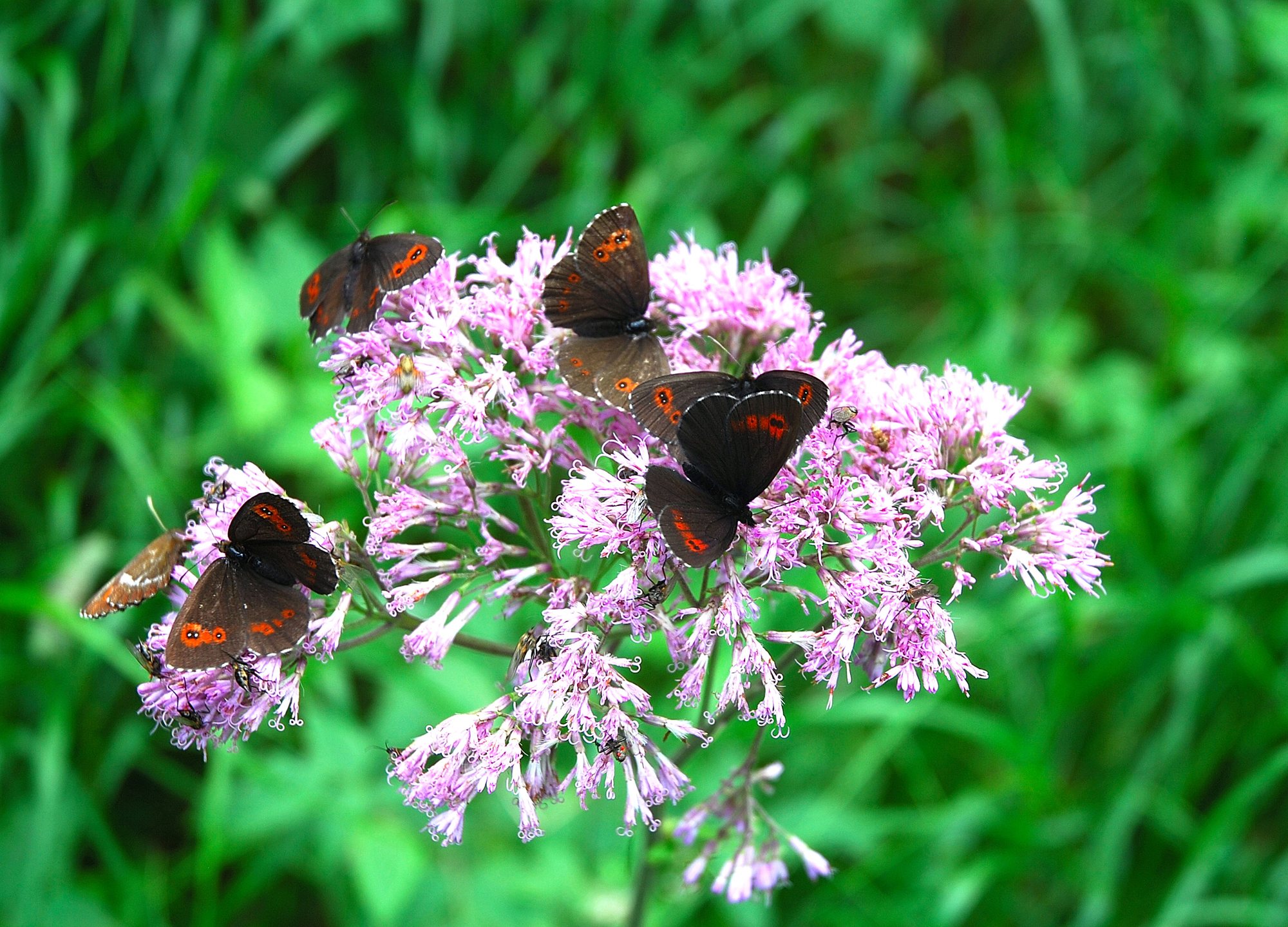 Farfalle del genere Erebia in Valtrigona. Foto Walter Tomio