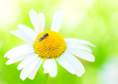 Un piccolo impollinatore su una margherita