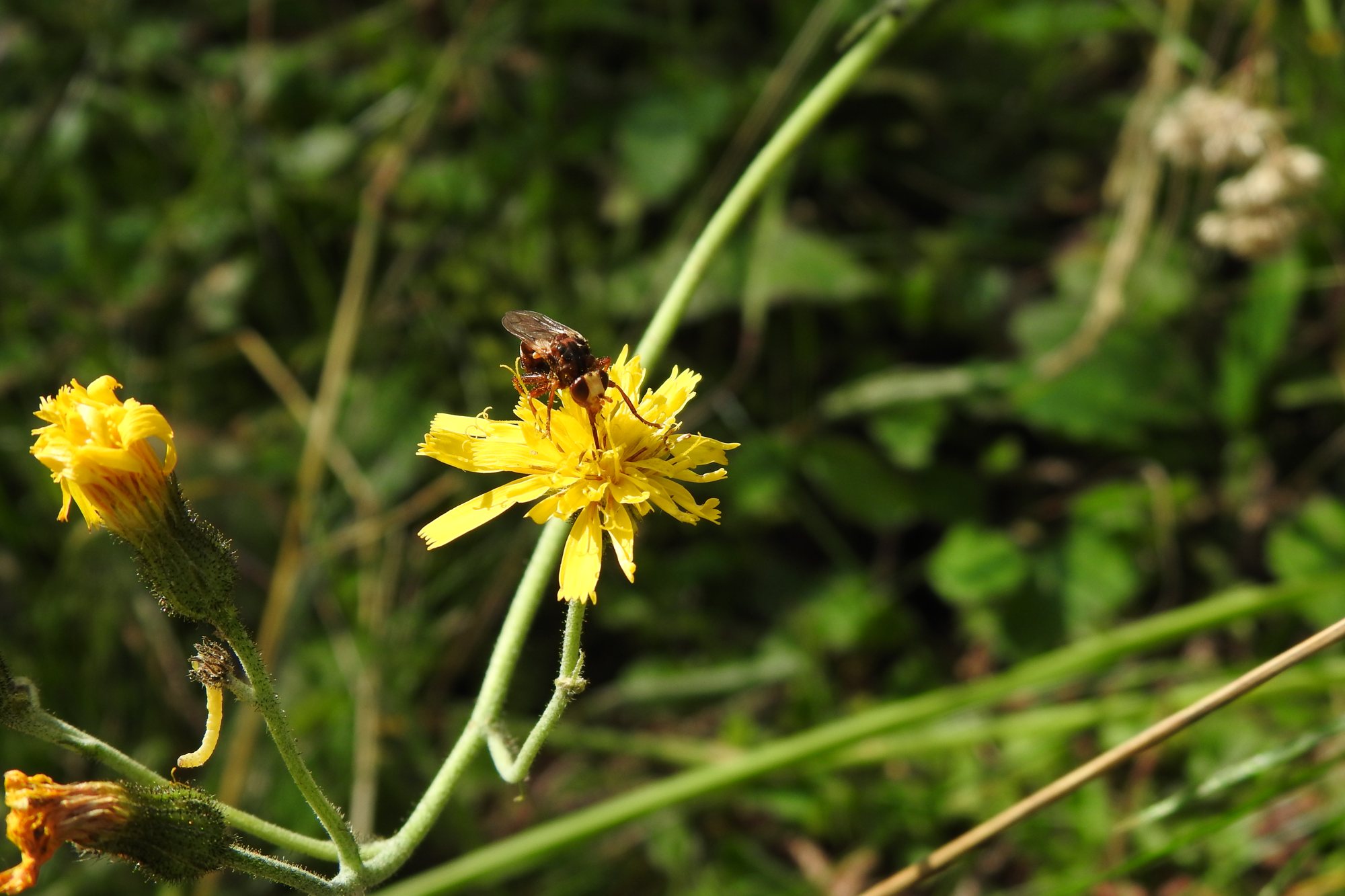 Sirfide su un fiore in Valtrigona. Foto Stefania Dal Pra