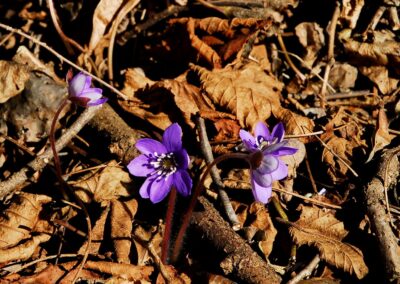Fiori di anemone epatica fra le foglie secche alle Inghiaie