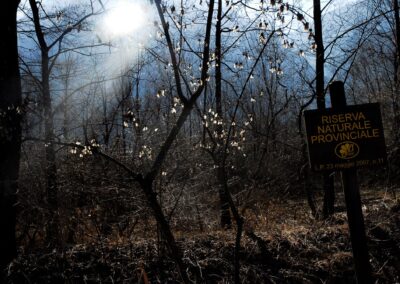 Il cartello della Riserva naturale provinciale nel bosco delle Inghiaie, in controluce
