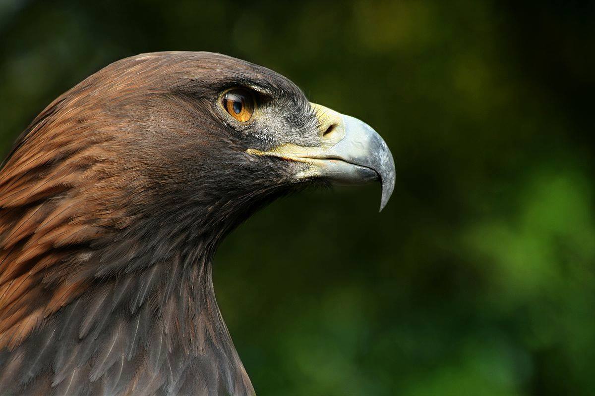 Locandina: Incontri al museo per parlare di fauna: aquile, gipeti e grifoni