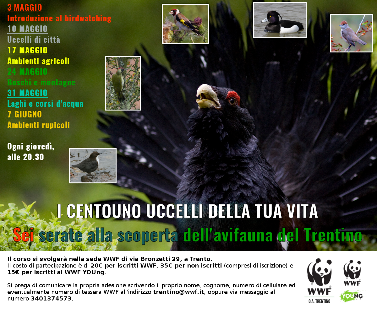 Locandina: Corso 'I centouno uccelli della tua vita': sei serate sull'avifauna del Trentino