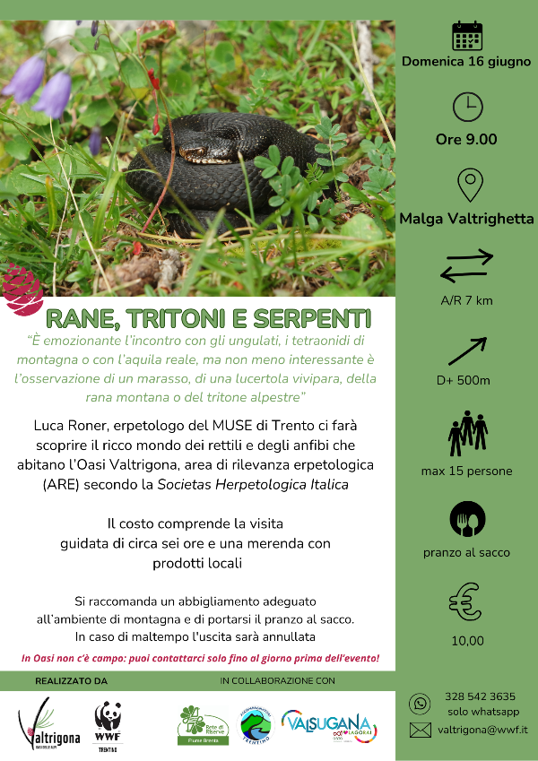Locandina: Rane, tritoni e serpenti: uscita erpetologica all'Oasi di Valtrigona
