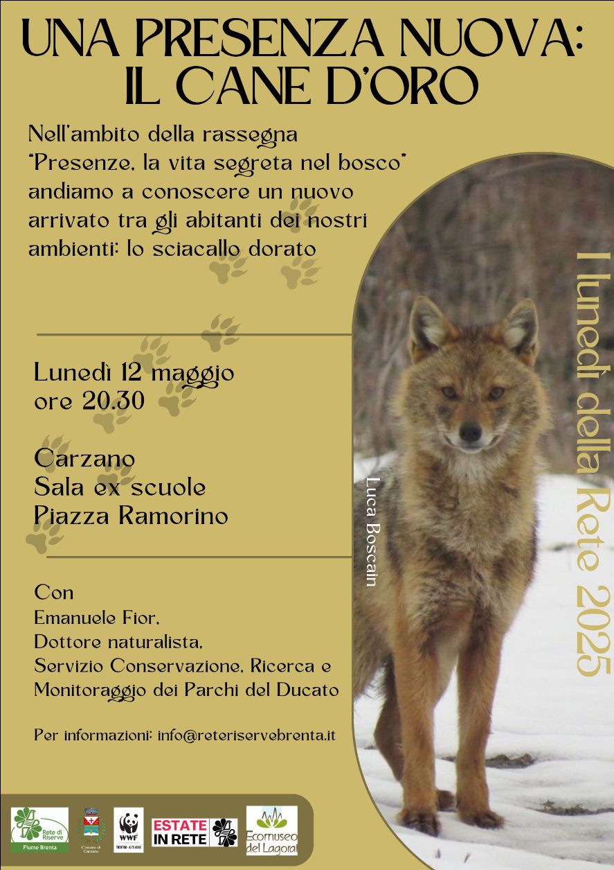 Locandina: I lunedì della Rete: una presenza nuova, il cane d'oro (lo sciacallo dorato)