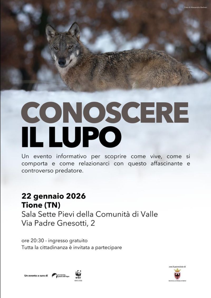 Locandina: Conoscere il lupo: serata informativa a Tione