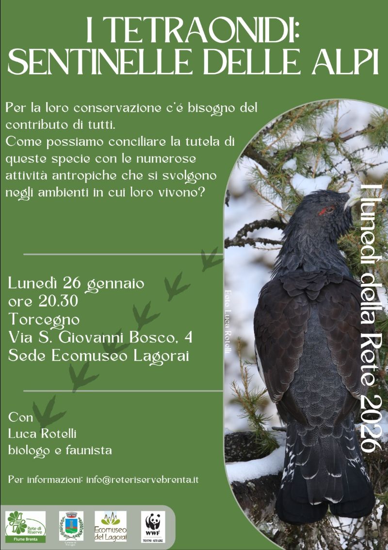 Locandina: I lunedì della Rete: i tetraonidi, sentinelle delle Alpi