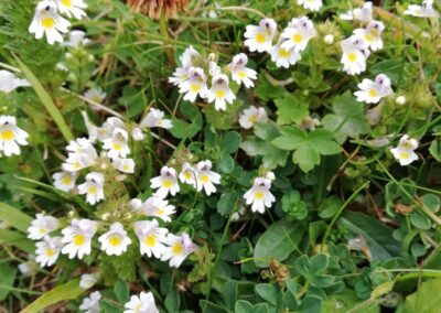 Eufrasia in fiore nei prati dell'Alpe di Siusi
