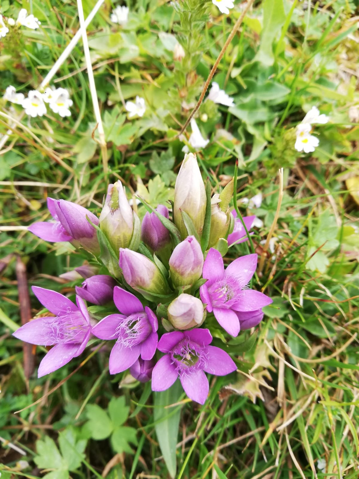 Genzianella in fiore sull'Alpe di Siusi. Foto Stefano Mayr
