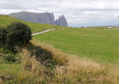 Prati e arbusti dell'Alpe di Siusi con lo Sciliar sullo sfondo