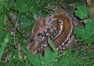 Un cerbiatto nascosto fra le foglie nella Valle dello Sporeggio