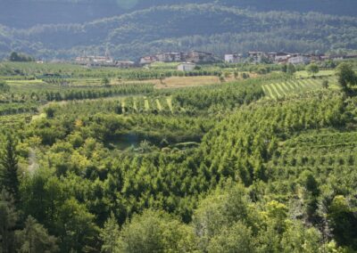 I frutteti e il paese di Spormaggiore visti dall'alto