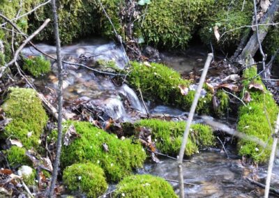 Un ruscello fra massi coperti di muschio nella Valle dello Sporeggio