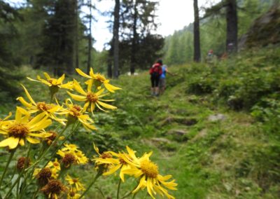 Arnica in fiore lungo il sentiero della Valtrigona