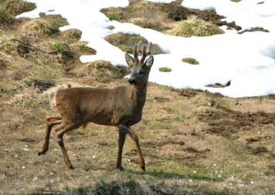 Capriolo in Valtrigona. Foto Walter Tomio