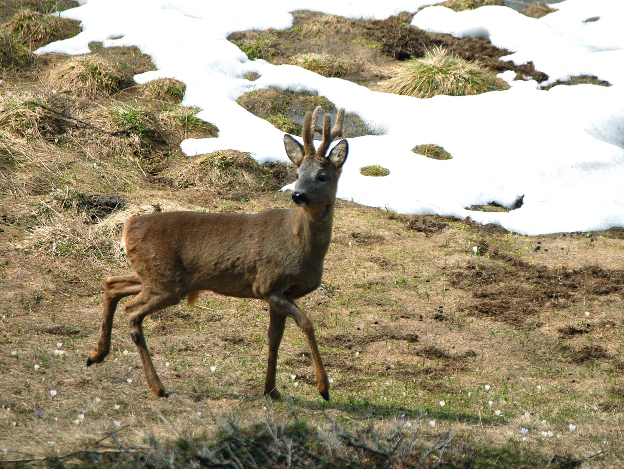 Capriolo in Valtrigona. Foto Walter Tomio