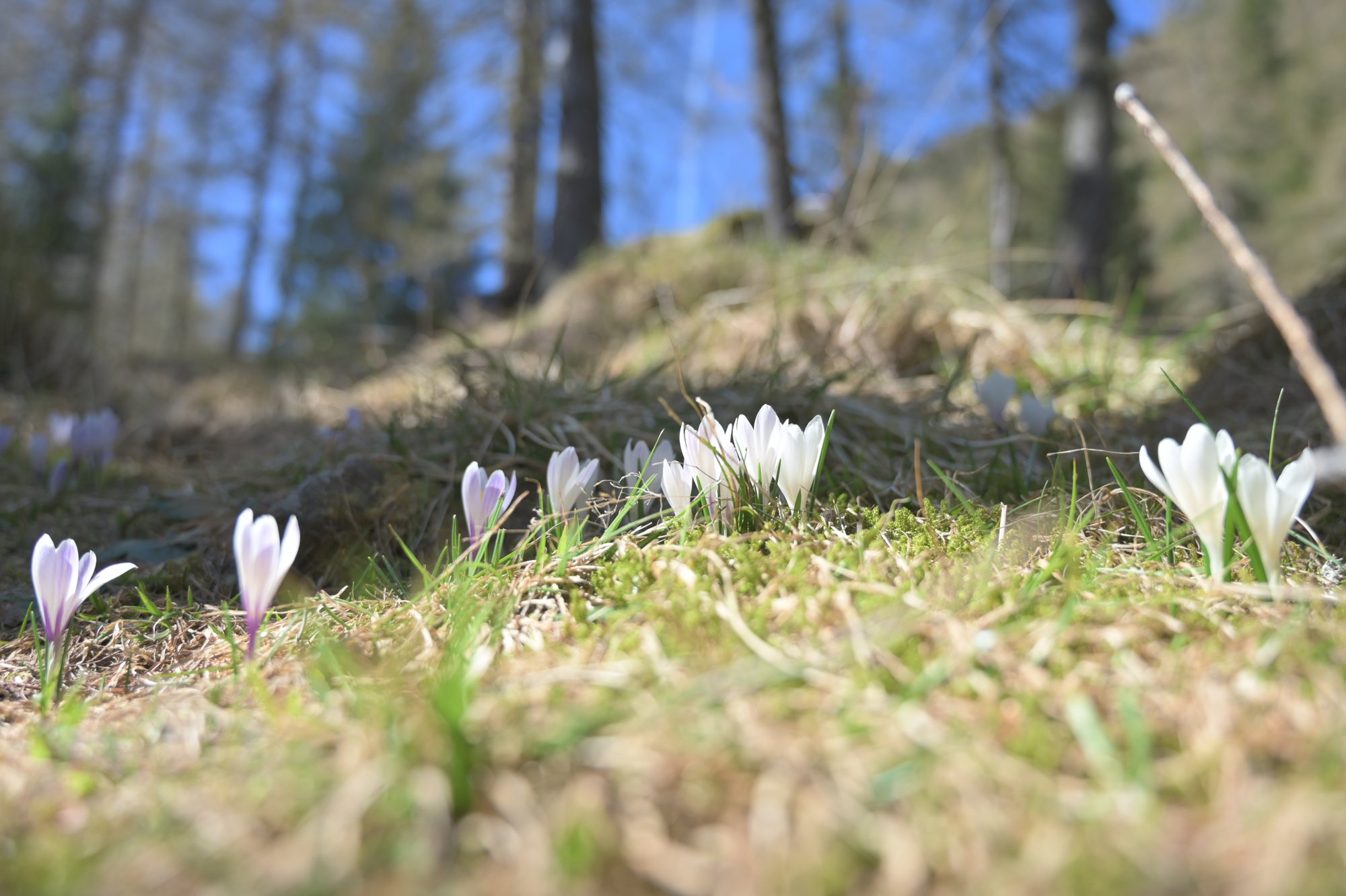 Crochi in primavera in Valtrigona. Arch. WWF