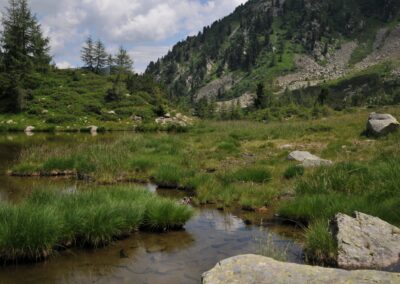 Il laghetto dei tritoni in Valtrigona. Foto Aaron Iemma