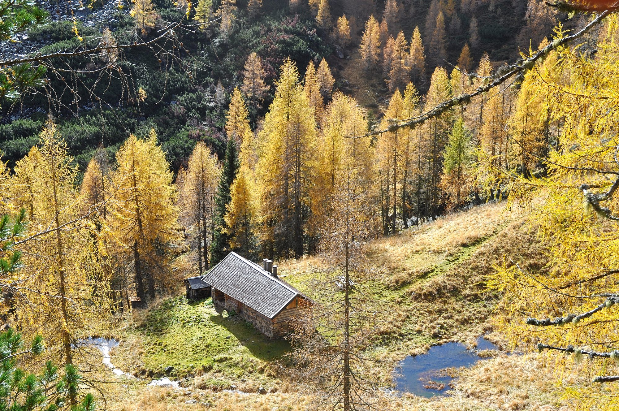 Malga Valtrigona fra i larici in autunno. Foto Walter Tomio