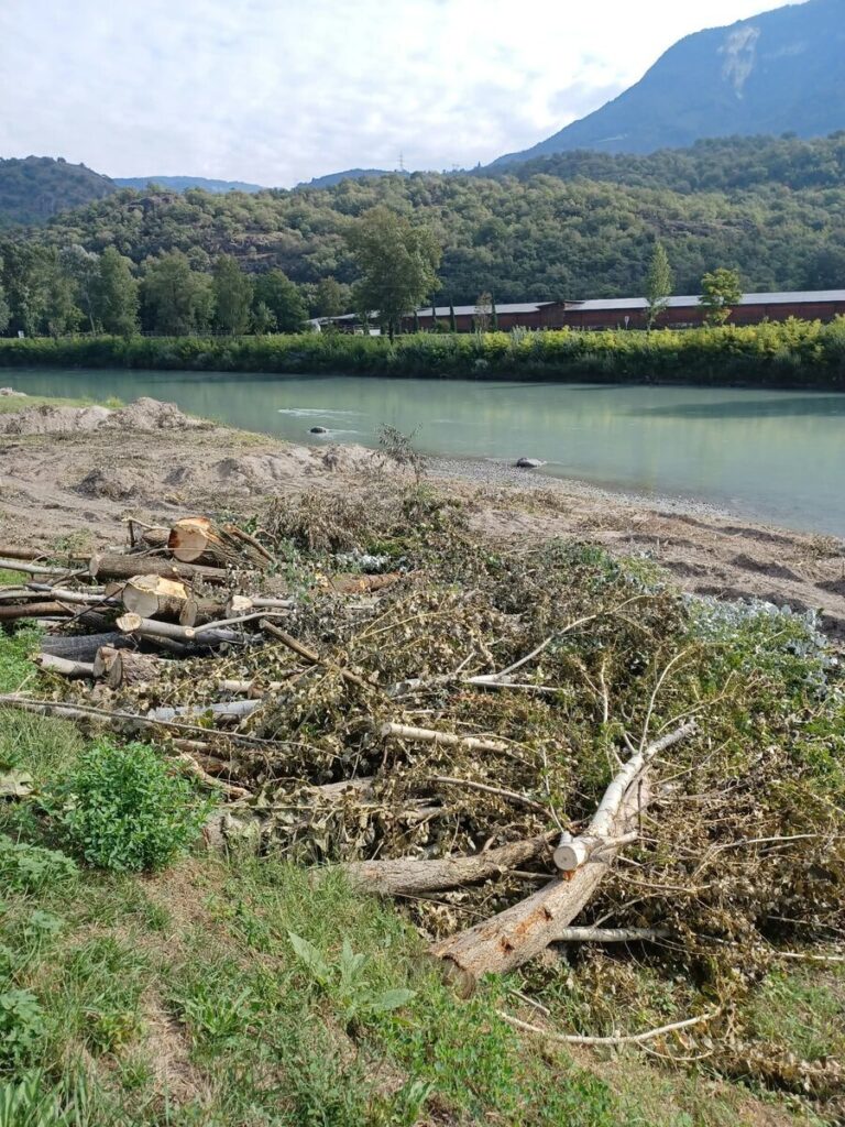 Vegetazione ripariale tagliata lungo la sponda dell'Adige a Egna