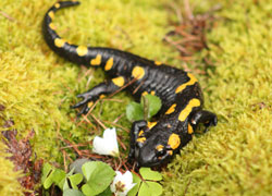 04_08_salamandra