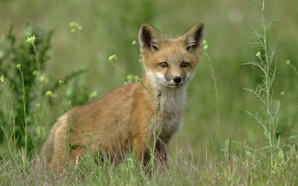 Red fox {Vulpes vulpes} cub, Rocky Mt Arsenal NWR, Colorado, USA