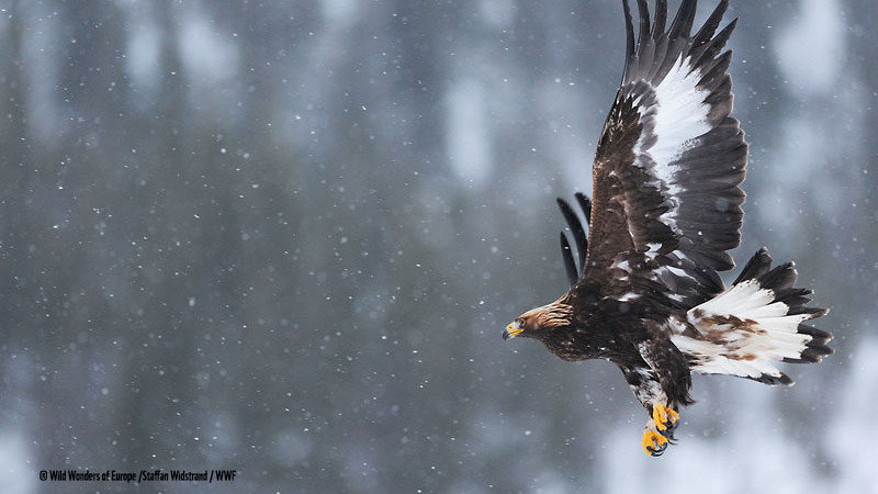 Golden eagle (Aquila chrysaëtos), Flatanger, Norway.